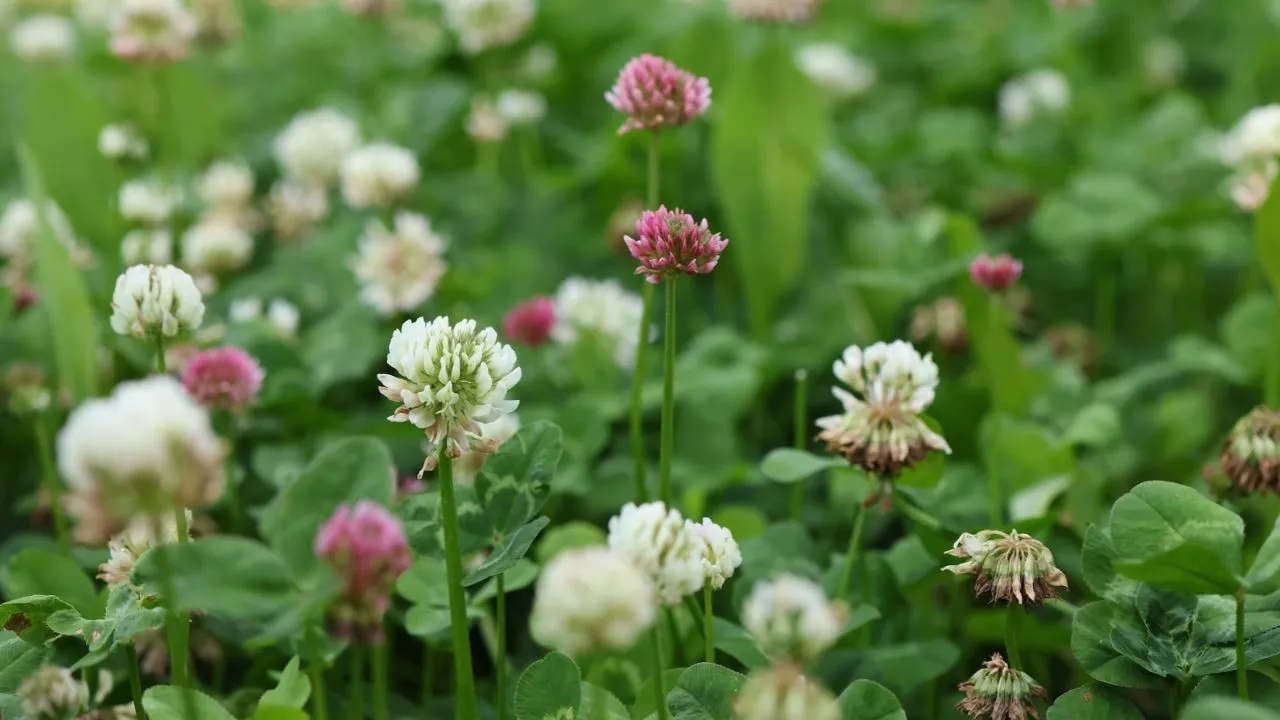 A field of white and pink clover flowers.
