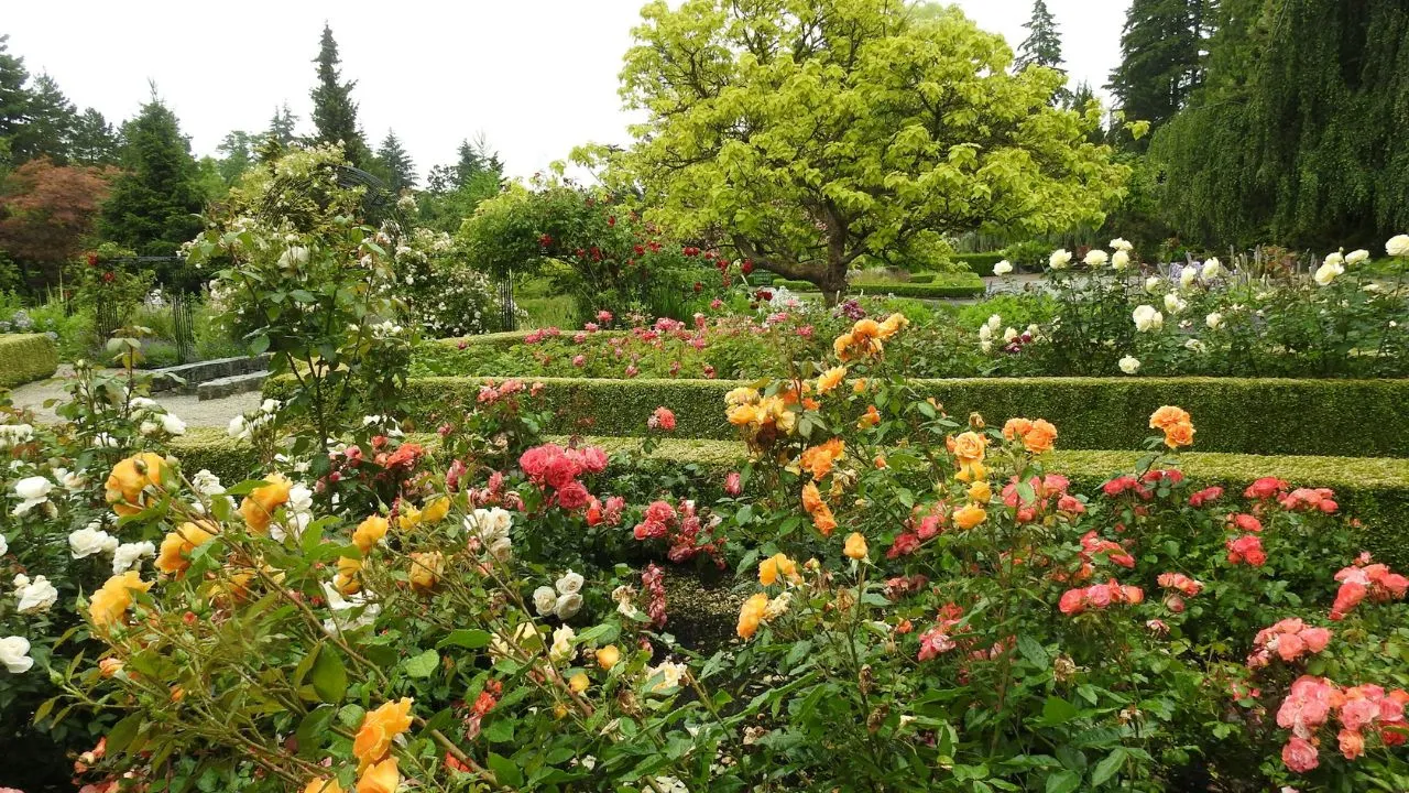 A garden filled with lots of colorful flowers.