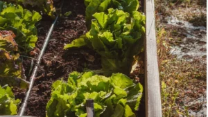 9 Signs Your Garden Plants Are Too Crowded