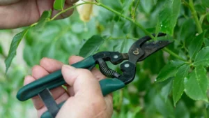 Stop Pruning! Leave These 6 Plants Messy in Fall or Lose Next Spring’s Flowers