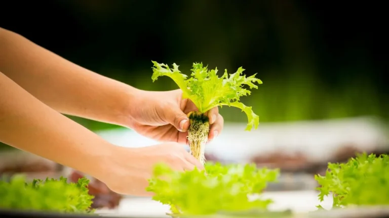 A person holding a plant in their hands.