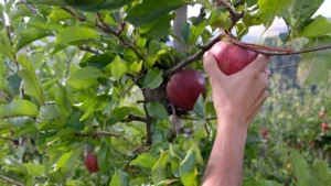 12 Plants You Plant Once And Harvest For The Next 20 Years