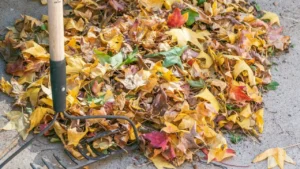 Leave the Leaves: 8 Fall Cleanup Mistakes That Throw Away Free Mulch, Invite Ticks, and Can Even Get You Fined