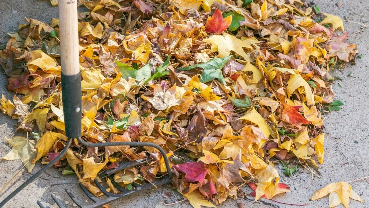 A pile of leaves and a rake on the ground.