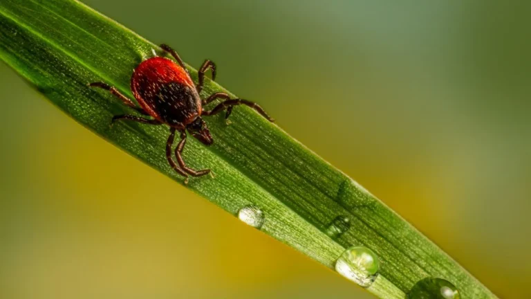 A red bug sitting on top of a green leaf.