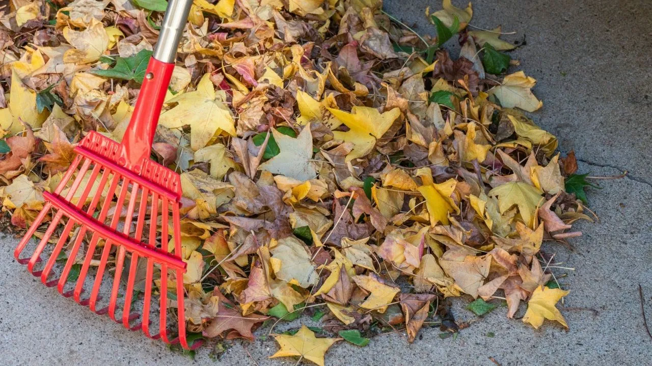 A red rake laying on top of a pile of leaves.