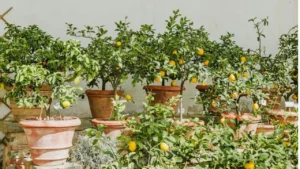 9 Steps Every Potted Lemon Tree Needs to Survive
