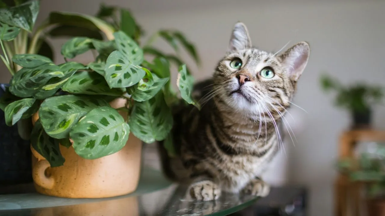 A tabby cat sits near a potted plant indoors.