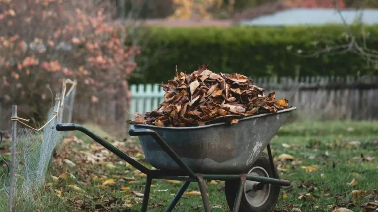 A wheelbarrow full of leaves in a yard.