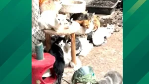 “Deplorable Conditions”: LA Animal Rescue Operator Charged in Massive Animal Seizure