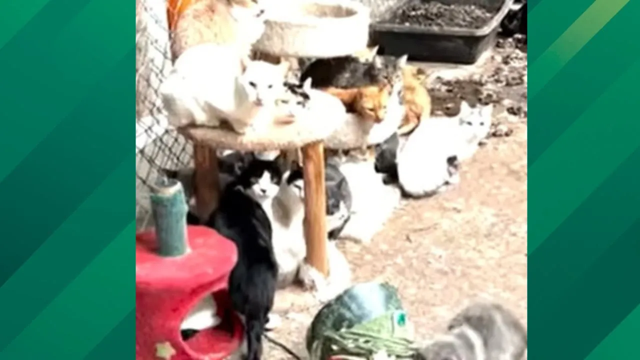 ASPCA's Shelter Animals.