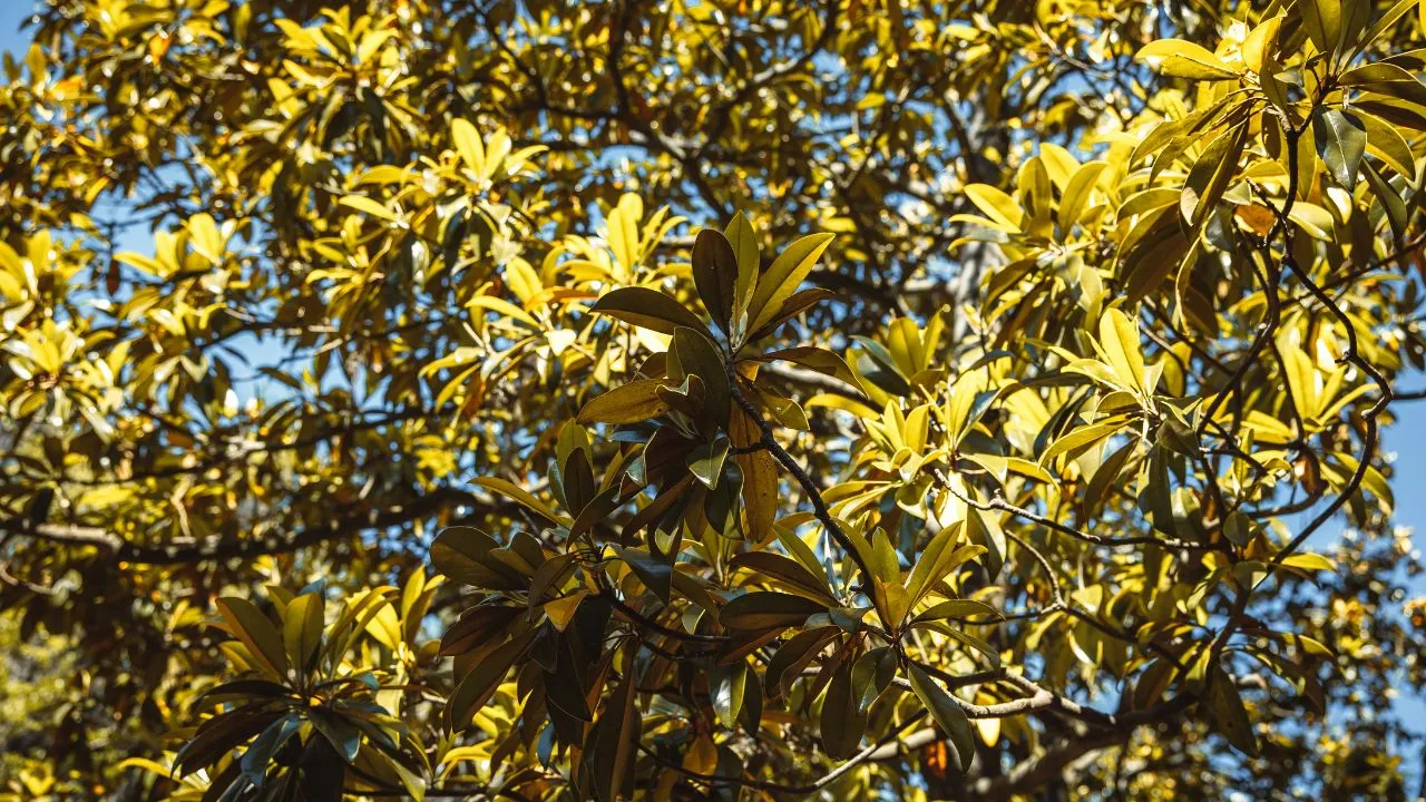 American chestnut trees.