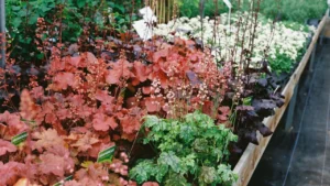 Stop Waiting Until Spring: 8 Reasons Why Fall Is the Best Time to Plant Perennials