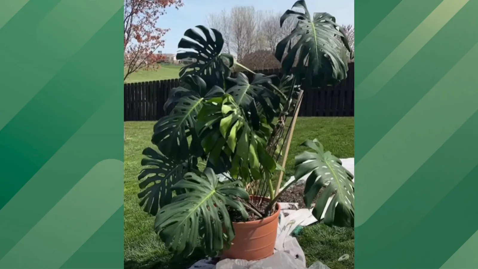 How to air propagate plants.