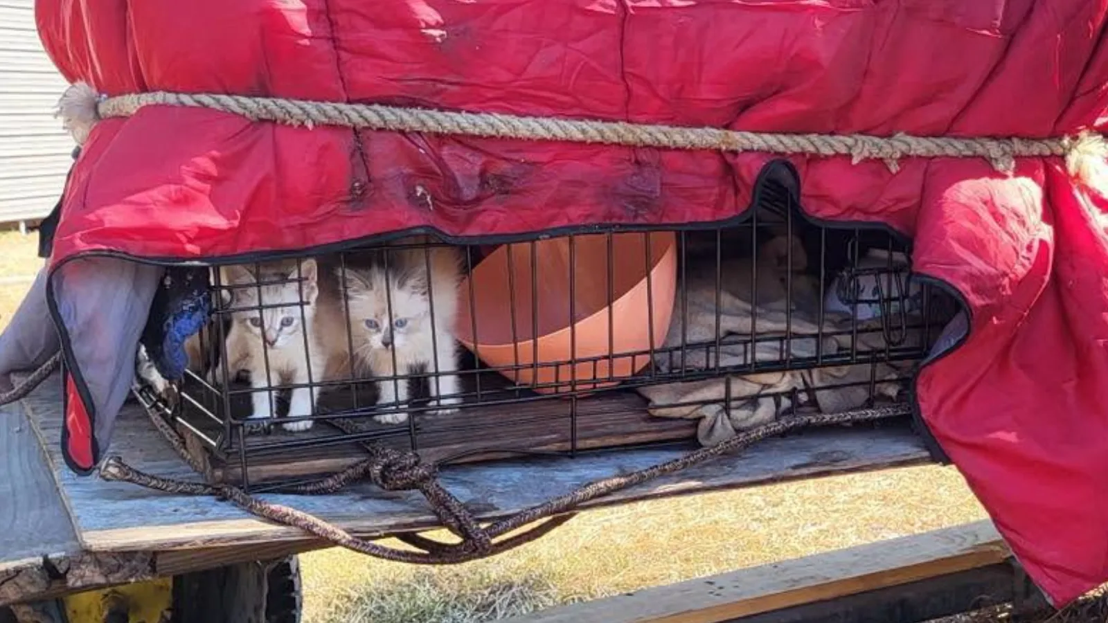 Kittens found abandoned on trailer.
