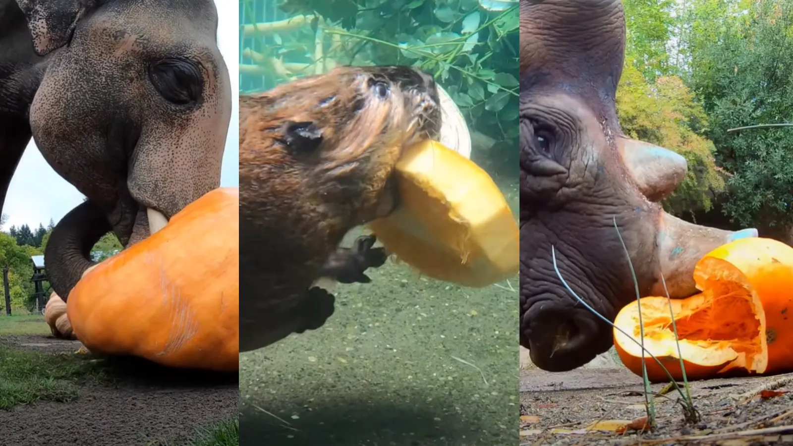 Zoo gives animals pumpkins.