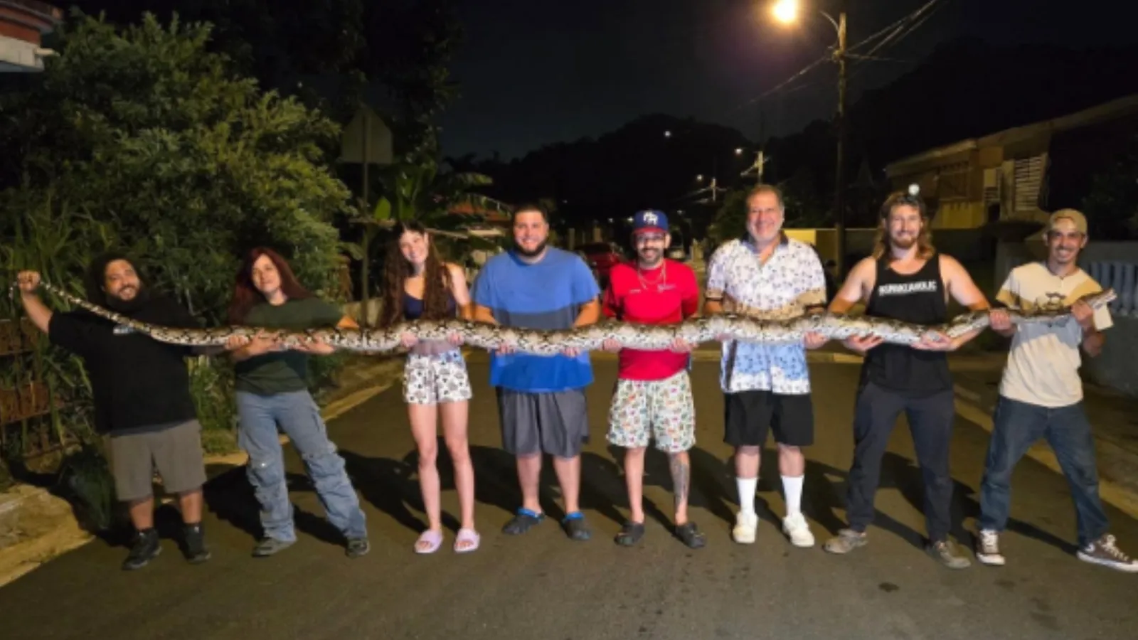 Longest reticulated python captured in Puerto Rico.