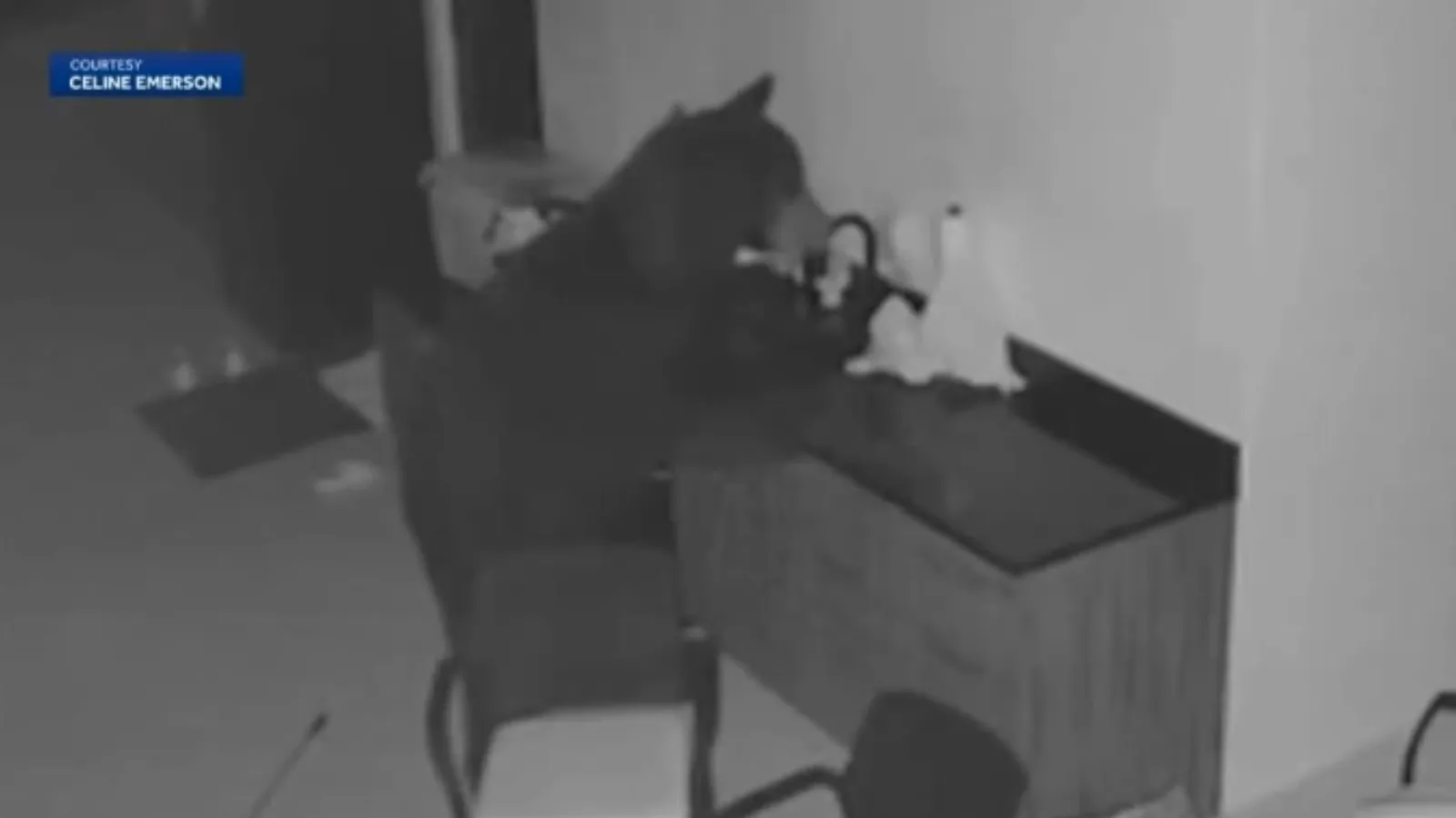 Bear breaks into home.