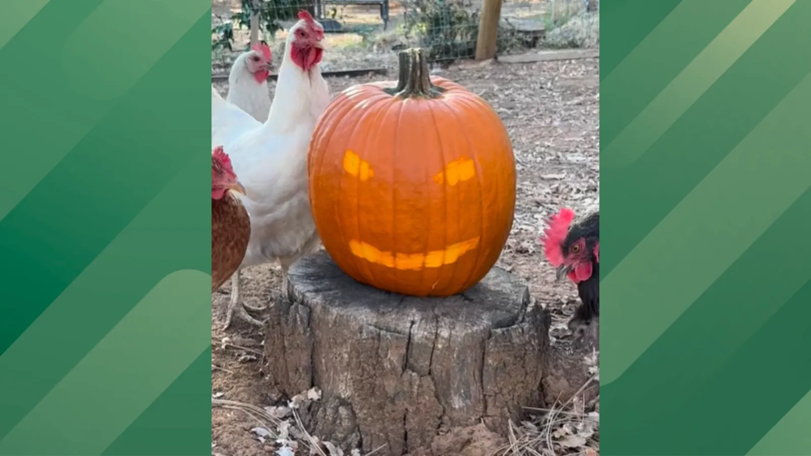 Use chickens to carve pumpkins.