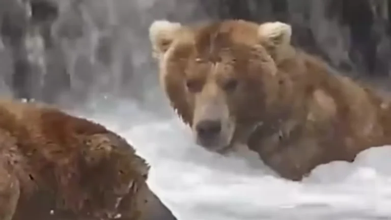Backpack wins Fat Bear Week.