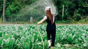 Stop Making These 8 Watering Mistakes Before Your First Hard Frost