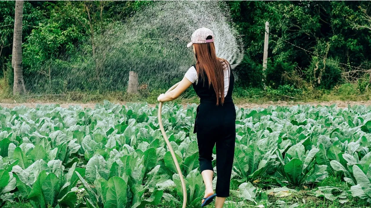 Beautiful young female watering in organic vegetable farm.