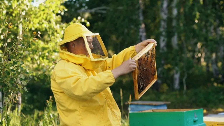 Beekeeper in protective suit examining honeycomb.
