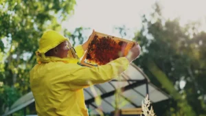 6 Beekeeping Essentials for the Beginner Beekeeper