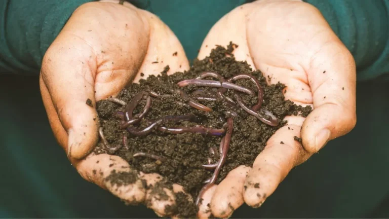 Brown dried leaves on a person's hand.