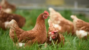 Stop Buying Fertilizer: 7 Reasons to Add Chickens to Your Garden Setup This Fall