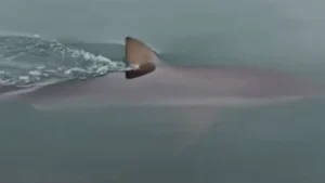 South Korea’s Viral Celebrity Shark Keeps Outsmarting Rescuers Trying to Send Her Home