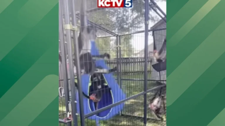 Spider monkey fight brews in neighborhood.