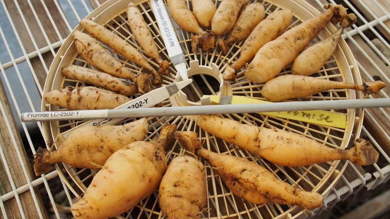 Dahlia tubers divided and cleaned for winter storage. My Little Sunshine, Sheer Heaven & Promise.