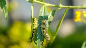 9 Natural Pest Control Methods for Backyard Gardens That Actually Work