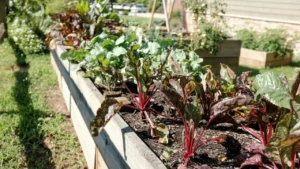 7 Reasons Everyone Is Starting a Kitchen Garden This Year