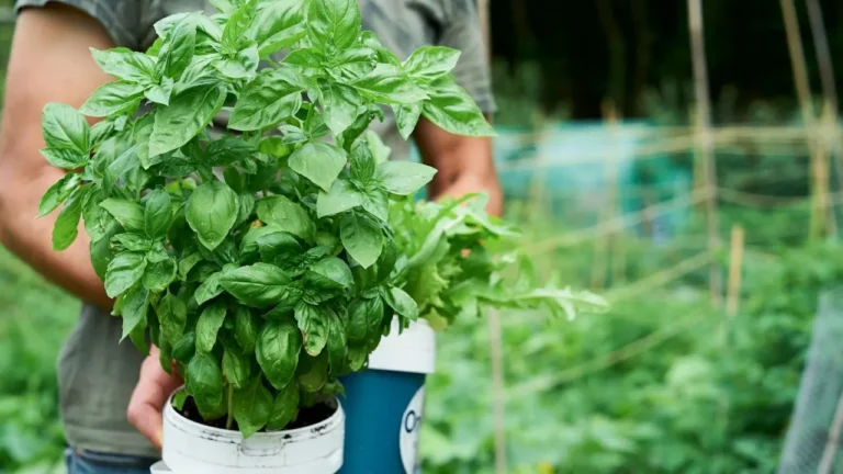 Green plant in blue plastic bucket.