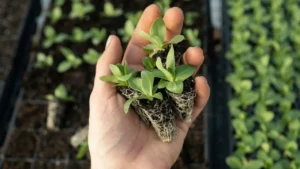 Already Dreaming About Next Year’s Garden? This 2,000-Year-Old Trick Lets You Throw Out Your Plastic Seed Trays for Good
