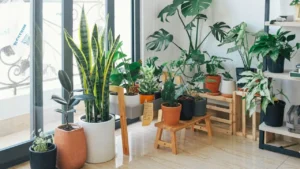 5 “Set It and Forget It” Houseplants That Keep Your Home Feeling Fresh