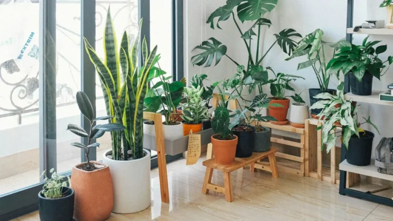 Green plants in pot near glass door.