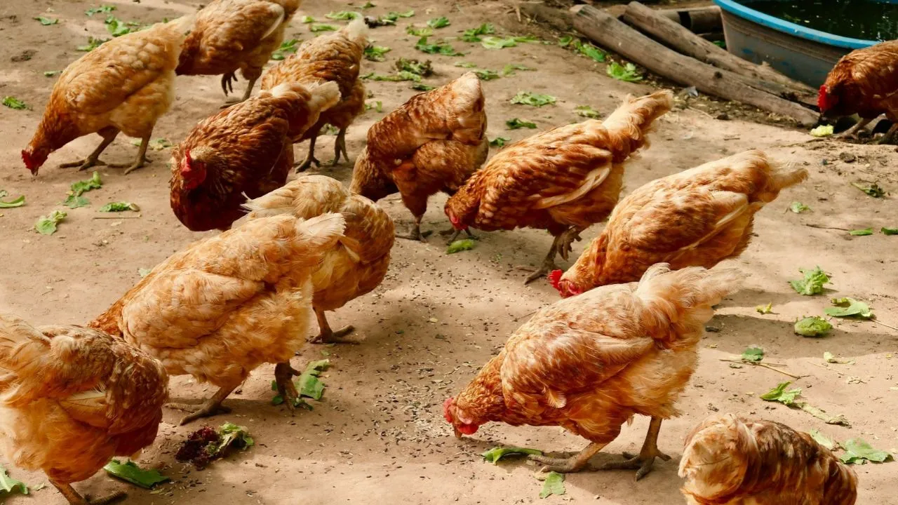 Group of hen.