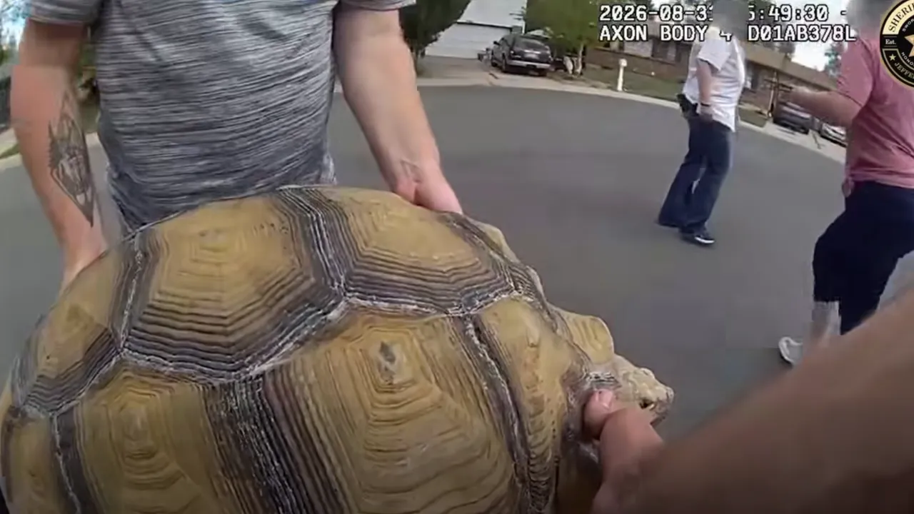 Nearly 100-Pound Tortoise.