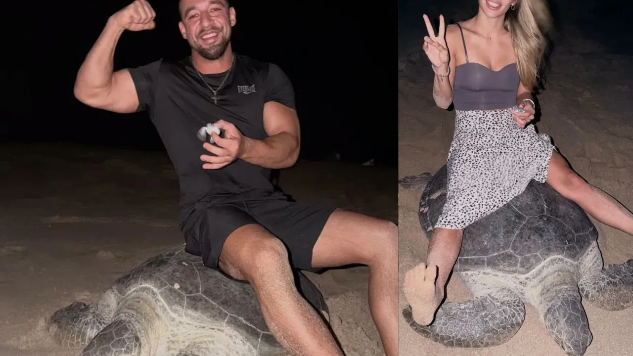 Influencer Apologizes After Sitting on Sea Turtle.