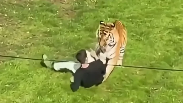 tiger.