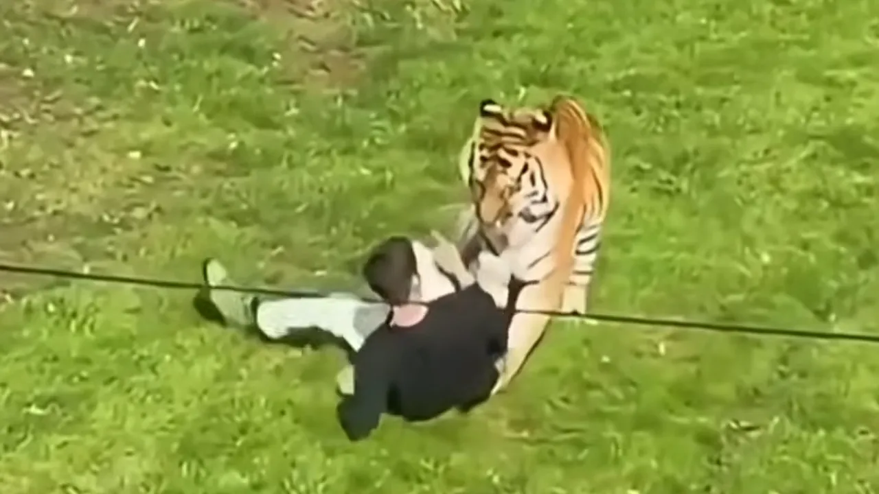 tiger.