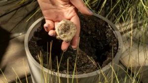Why Smart Gardeners Are “Garden Banking” Before October Ends (and What Skipping It Costs You)