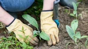 7 Fall Gardening Mistakes to Stop Making Before This Year’s El Niño Arrives
