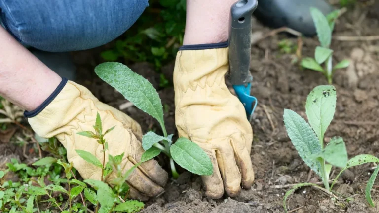 Hands in gloves planting small seedlings in dark soil.
