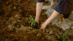 8 Fall Perennial Planting Mistakes That Waste Hundreds of Dollars Every Year