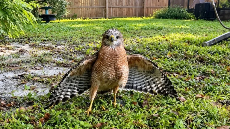 A hawk standing in green grass after being rescued.