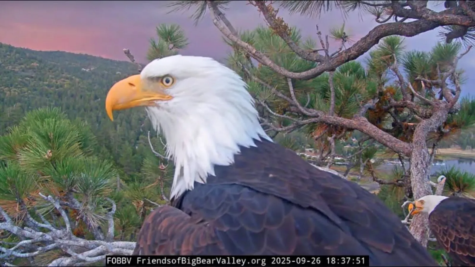 Jackie the Bald Eagle.
